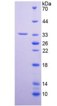 Figure 2. SDS-PAGE