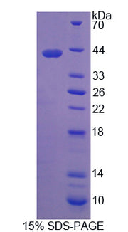 Figure 1. SDS-PAGE
