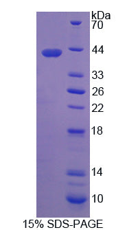 Figure 1. SDS-PAGE