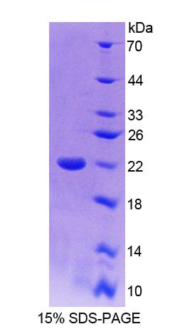 Figure 1. SDS-PAGE