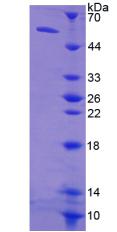 Figure 2. SDS-PAGE