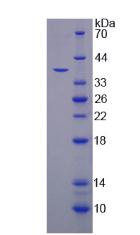 Figure 2. SDS-PAGE