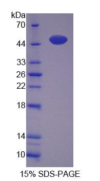Figure 1. SDS-PAGE