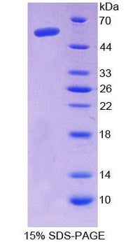 Figure 1. SDS-PAGE