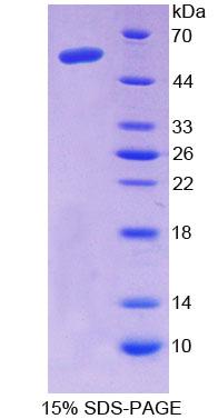 Figure 1. SDS-PAGE