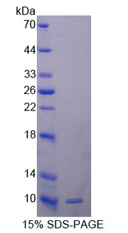 Figure 1. SDS-PAGE