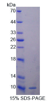 Figure 1. SDS-PAGE