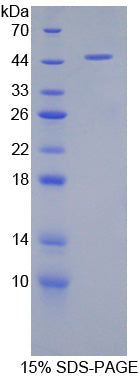 Figure 1. SDS-PAGE