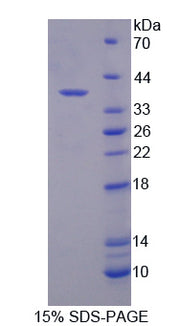 Figure 1. SDS-PAGE