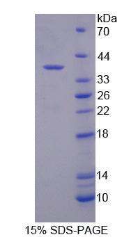 Figure 1. SDS-PAGE