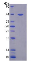 Figure 2. SDS-PAGE