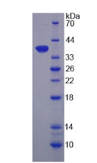 Figure 2. SDS-PAGE