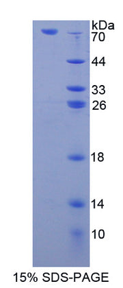 Figure 1. SDS-PAGE
