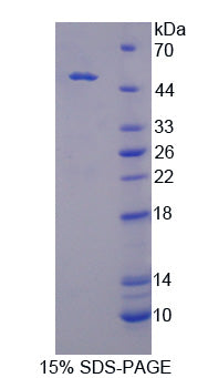 Figure 1. SDS-PAGE