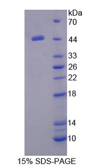 Figure 1. SDS-PAGE
