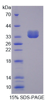 Figure 1. SDS-PAGE