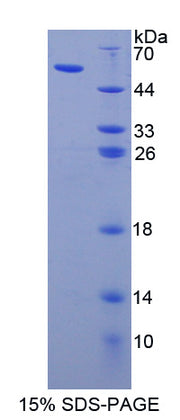 Figure 1. SDS-PAGE