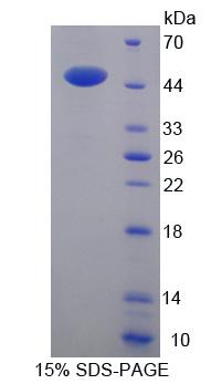 Figure 1. SDS-PAGE