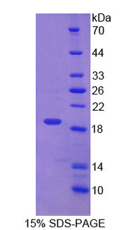 Figure 1. SDS-PAGE