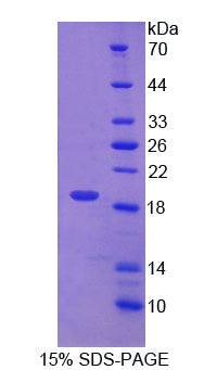 Figure 1. SDS-PAGE