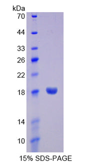 Figure 1. SDS-PAGE