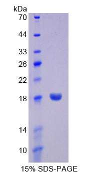 Figure 1. SDS-PAGE