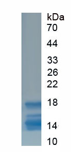 Figure 1. SDS-PAGE