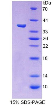 Figure 1. SDS-PAGE