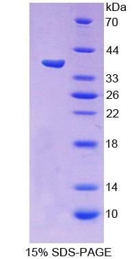 Figure 1. SDS-PAGE