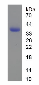 Figure 1. SDS-PAGE