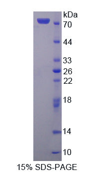 Figure 1. SDS-PAGE