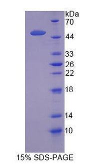 Figure 1. SDS-PAGE