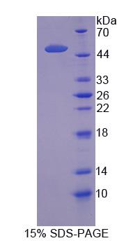 Figure 1. SDS-PAGE