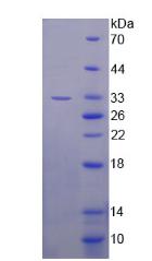 Figure 2. SDS-PAGE