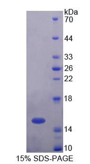 Figure 1. SDS-PAGE