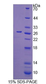 Figure 1. SDS-PAGE
