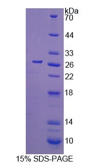 Figure 1. SDS-PAGE