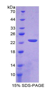 Figure 1. SDS-PAGE