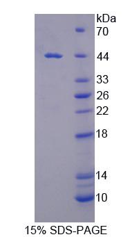 Figure 1. SDS-PAGE