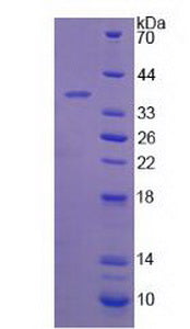 Figure 2. SDS-PAGE