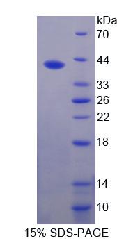 Figure 1. SDS-PAGE