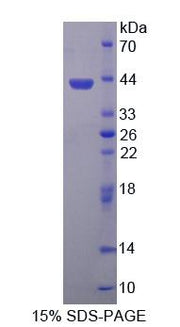Figure 1. SDS-PAGE