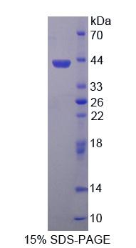 Figure 1. SDS-PAGE