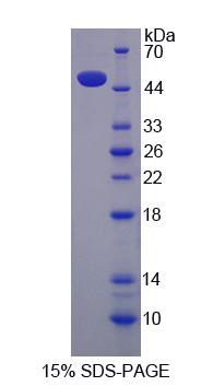 Figure 1. SDS-PAGE