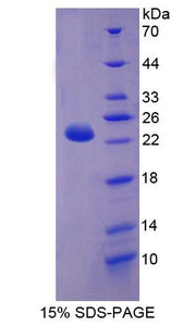 Figure 1. SDS-PAGE
