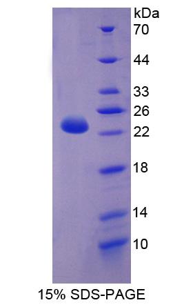 Figure 1. SDS-PAGE