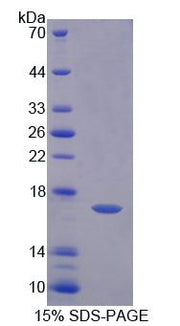 Figure 1. SDS-PAGE