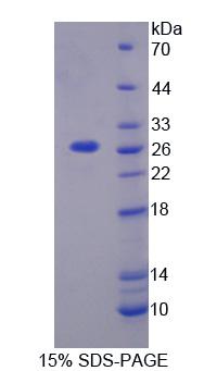 Figure 1. SDS-PAGE