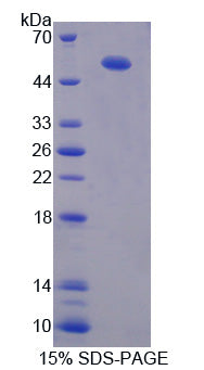 Figure 1. SDS-PAGE