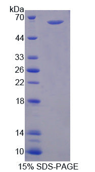 Figure 1. SDS-PAGE